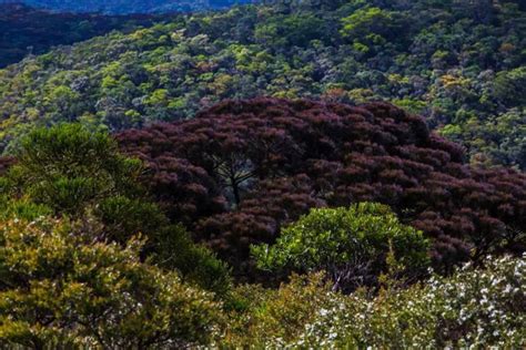 bonsai forest isabela|Top 20 Best Isabela Tourist Spots: Nature & Historical Trips.